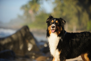 Australian Shepherd dog portrait on tropical beach