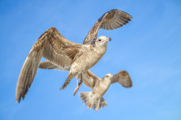 Seagulls overflying Los Cabos beach, Baja California