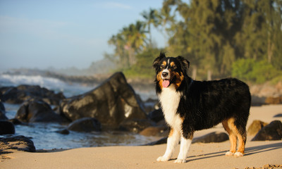Australian Shepherd dog standing on tropical beach