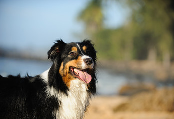 Australian Shepherd dog portrait at tropical beach