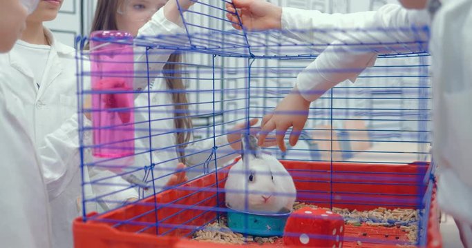 Pupils are stroking a rabbit in a cage in a class of biology