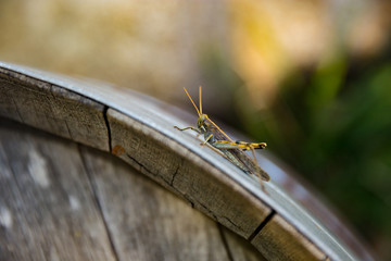 Grasshopper on a barrel
