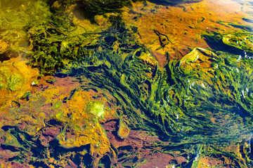 Slime in a hot river