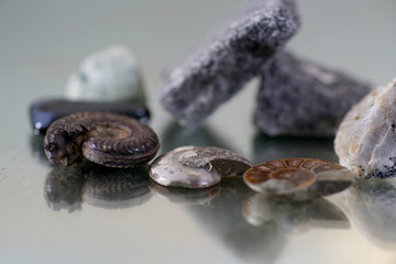 ammonite mixed with granite stones