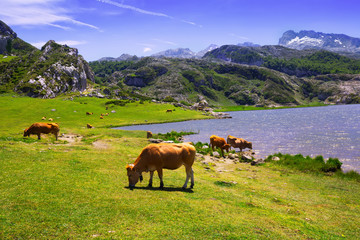 Fototapeta premium mountains landscape with lake and pasture