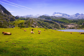 Fototapeta na wymiar View of Ercina lake in summer. Asturias