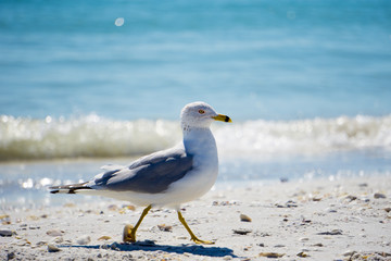 Seagull at the Beach