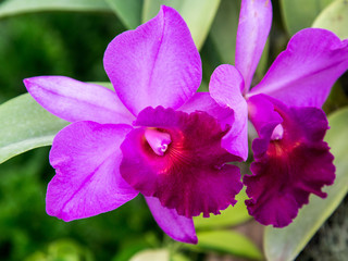 Purple Orchids