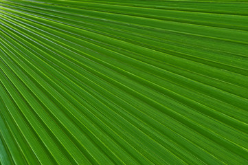 Abstract Detail Green Palm Leaf Background Pattern filling the frame.