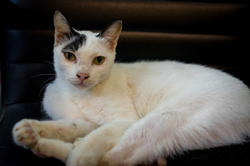 Lazy white cat looking to camera.