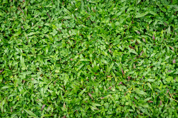 Green grass background.