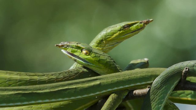 Asian vine snake or oriental whip snake lies on a tree branch.
