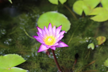 Striped purple and white water lily 