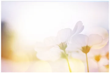  small white flower blooming in the morning sun.selective focus. © SINSU1980