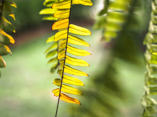 tropical green leaves as background in asia