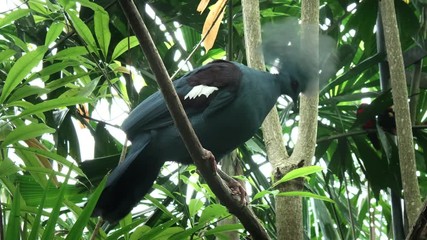 western crowned pigeon perched in a tree on the island of bali, indonesia