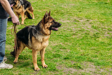 Beautiful German shepherd dog on a leash