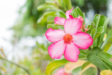 Obraz na płótnie Canvas Pink Impala Lily flower in the garden with blur background