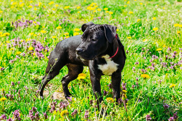 Black American Staffordshire Terrier Puppy Dog