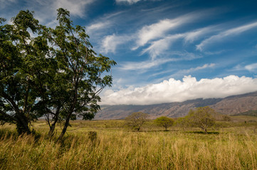Fototapeta premium Maui