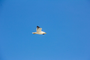 bird flying in deep blue sky