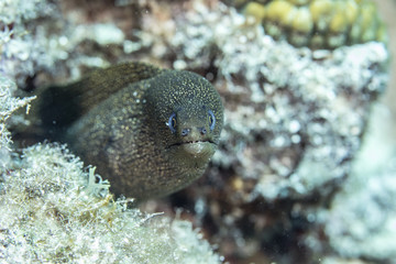 Eel underwater while scuba diving close up of teeth and eyes