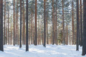 Fototapeta premium Pines and spruces on snowy forest
