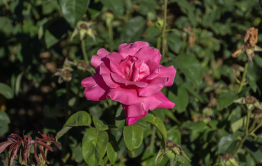 Flor rosa de un jardin