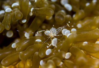 Cleaner shrimp while Scuba diving in Caribbean Pederson Shrimp