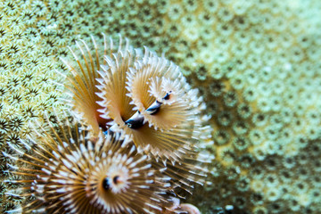 Christmas Tree Worms Underwater Scuba