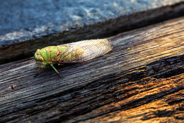 Dew / mist spread all over Green cricket body and wings witch sitting on wood with sunbeam in morning