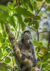 Malaysia silver hair monkey.