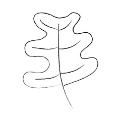 autumn leaf foliage natural icon vector illustration sketch design
