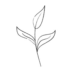 branch leaves plant natural botanical icon vector illustration sketch design