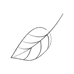 leaf foliage botany frond natural icon vector illustration sketch design
