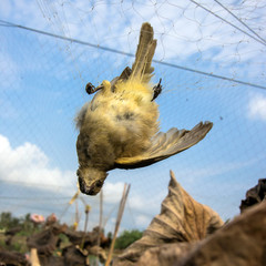 Undefended yellow bird caught in net.