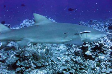 Fototapeta premium tropical sharks underwater while scuba diving in tahiti