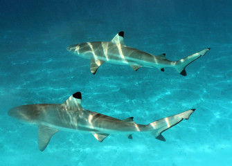 tropical sharks underwater while scuba diving in tahiti