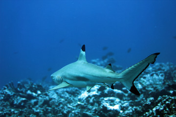 Fototapeta premium tropical sharks underwater while scuba diving in tahiti