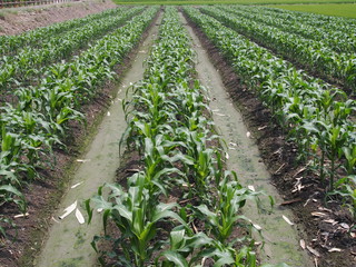 Fototapeta na wymiar Green young cornfield in rural Taiwan 