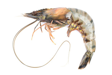 Large tiger shrimp on a white background