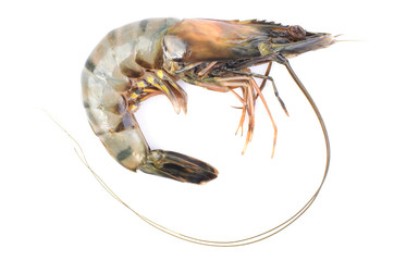Large tiger shrimp on a white background