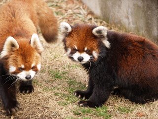 Fototapeta premium かわいい動物