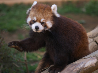 Fototapeta premium かわいい動物
