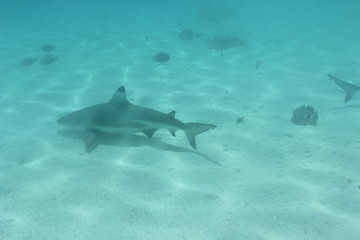 Fototapeta premium shark underwater while scuba diving in Tahiti