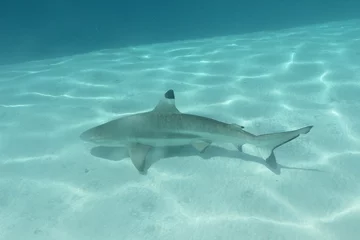 Fotobehang shark underwater while scuba diving in Tahiti © Lindsey