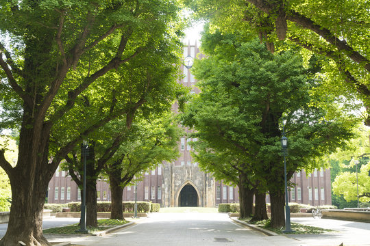 東京大学　安田講堂　春　銀杏並樹
