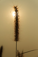 Grass flowers sillhuette.