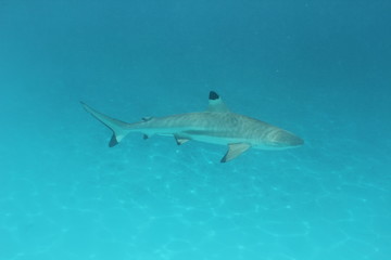 shark underwater while scuba diving in Tahiti