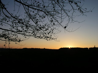Äste Baum gegenlicht Abendstimmung Sonnenuntergang
